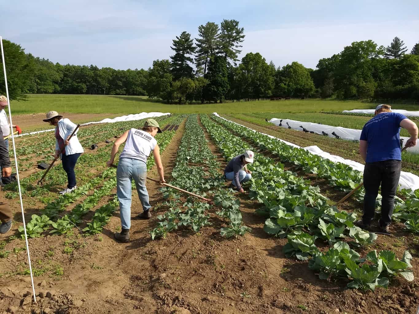 Staff and volunteers weed at Field of Greens